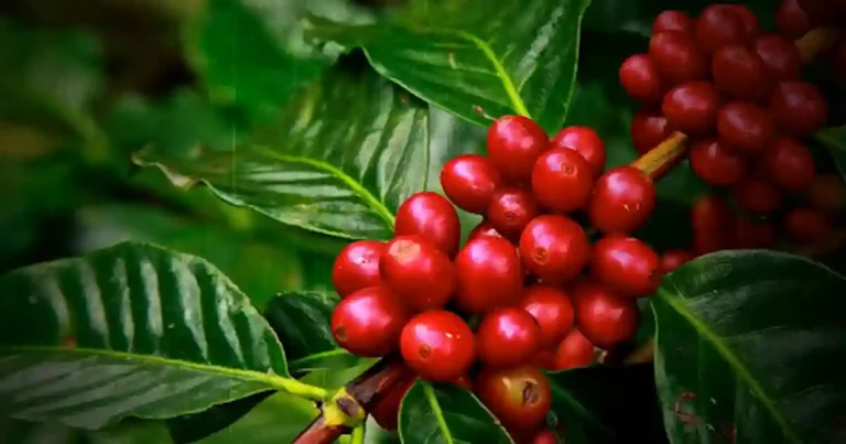 history and origins of coffee