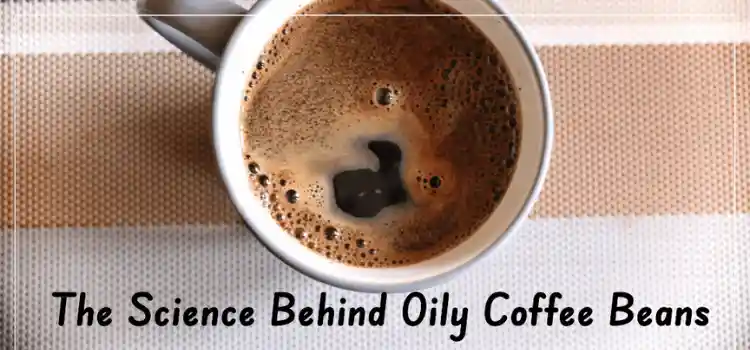 why are some coffee beans oily
