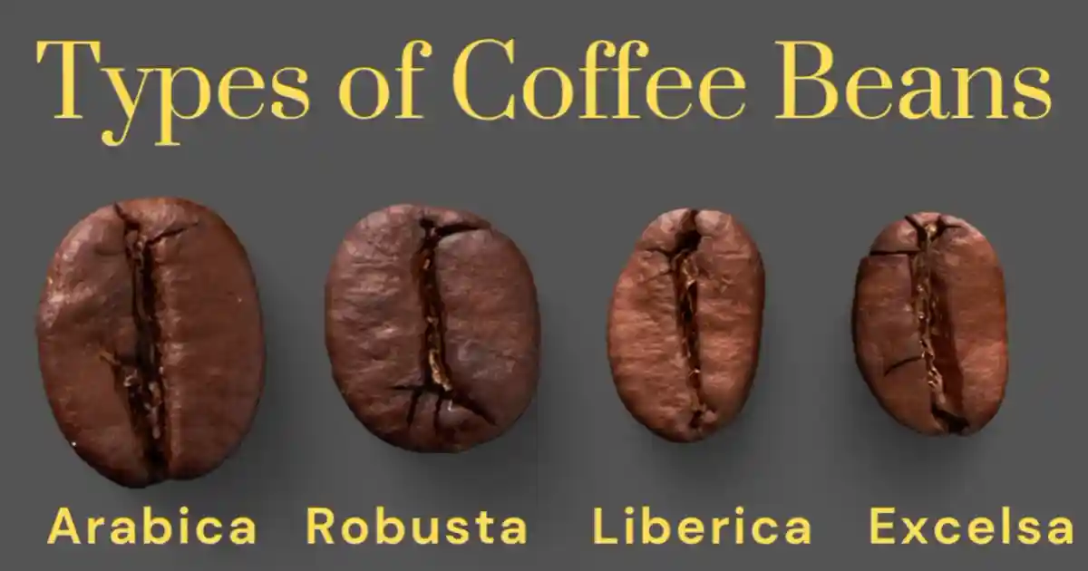 type of coffee bean