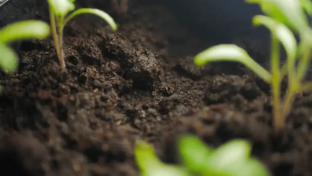 are coffee grounds good for tomato plants